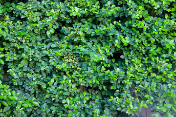 Green leaves in front of a concrete wall