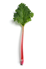 fresh picked single stalk rhubarb