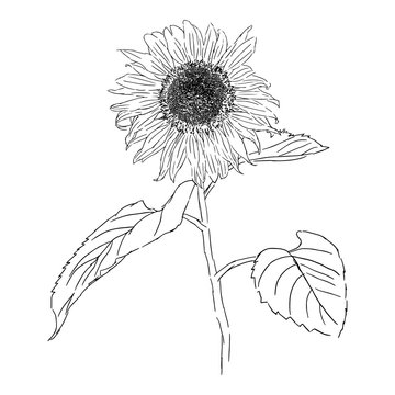 isolated drawing sunflower illustration, nature flower vector
