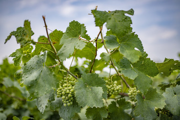 Viti, tralci e grappoli d'uva bianca, pronte per la vendemmia