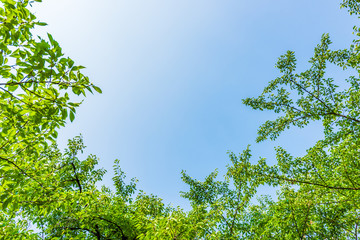 夏の空と緑 Fresh green leaves