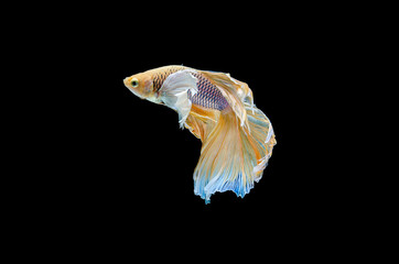 Betta fish, siamese fighting fish, betta splendens (Fullmoon betta )isolated on black background