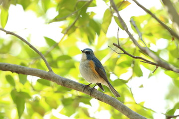 ルリビタキ（オス）