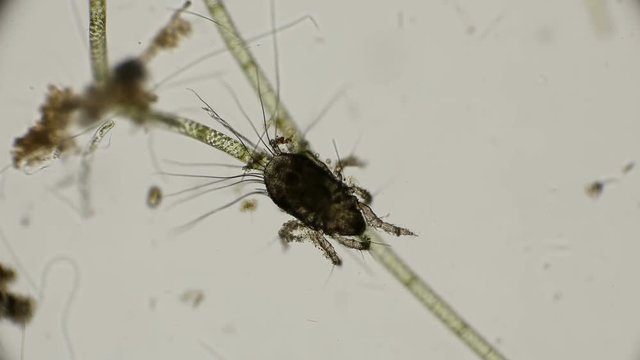 Common mite (flour) - Tyroglyphus farinae, Prefers to live on the surface grass, but also under water feels good under a microscope