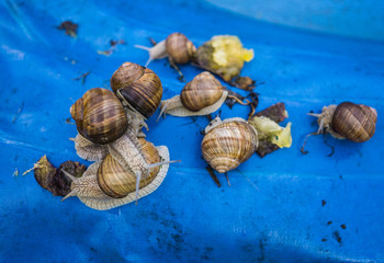 Many grape snails on a piece of blue awning in the garden
