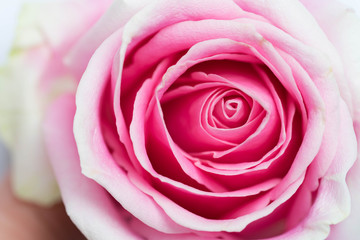 pink rose close up background blur