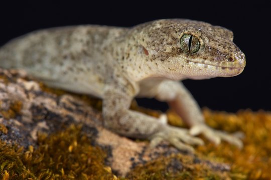 Canterbury gecko (Woodworthia brunneus)