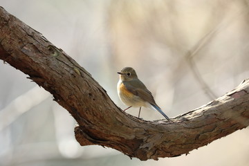 ルリビタキ（メス）