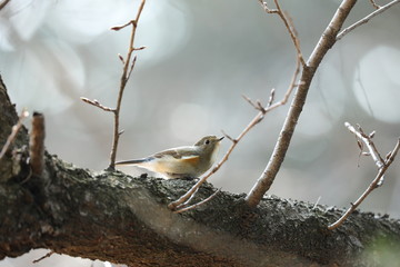 ルリビタキ（メス）