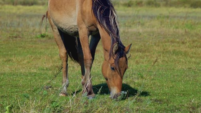 Horse grazing on green meadow