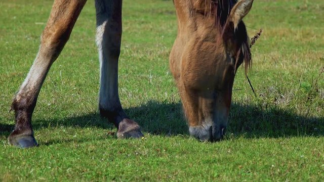 Horse grazing on green meadow