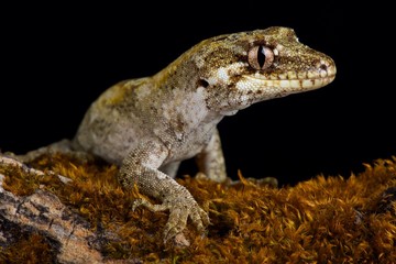 Forest gecko (Mokopirirakau granulatus).