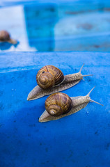A pair of grape snails in the garden