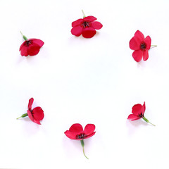 summer flower frame/ six red flax flowers arranged in a circle top view