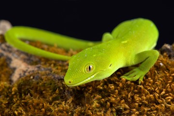 Wellington green gecko (Naultinus punctatus)