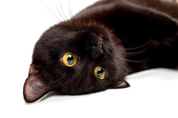 black cat close-up on a white background