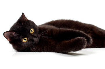 black cat close-up on a white background