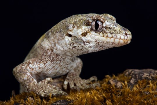 Forest gecko (Mokopirirakau granulatus).