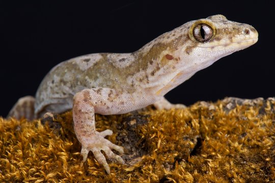 Pacific gecko (Dactylocnemis pacificus).