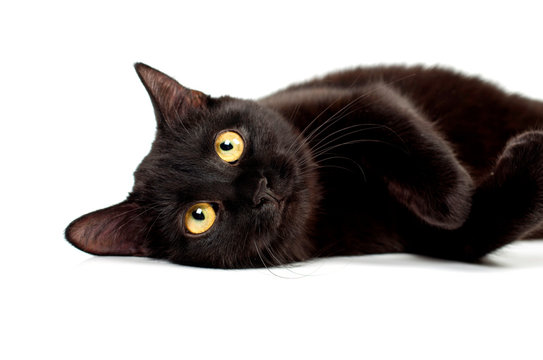 black cat close-up on a white background