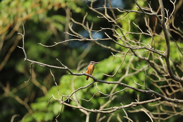 カワセミ（メス）