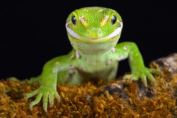 Naklejka premium Jewelled gecko (Naultinus gemmeus)