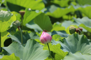 ハスのつぼみに赤とんぼ