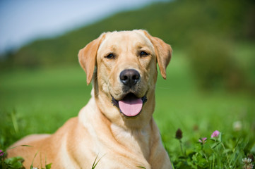 Liegender Labrador Retriever