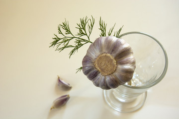 Garlic bulb with the dill in the glass