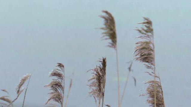 Close-up of grass reeds blowing in the wind with an overcast sky background