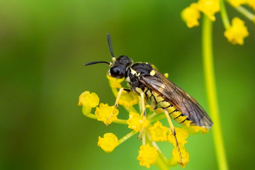 Macro Wasp
