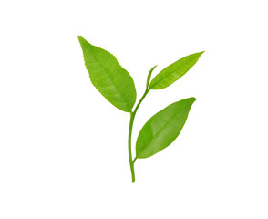 Fototapeta premium green tea leaf isolated on white