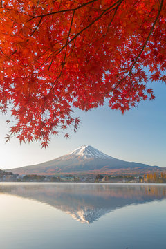 Fototapeta Colorful Autumn Season and Mountain Fuji with morning fog and red leaves at lake Kawaguchiko is one of the best places in Japan