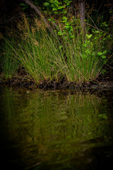 Reflections on a Lake