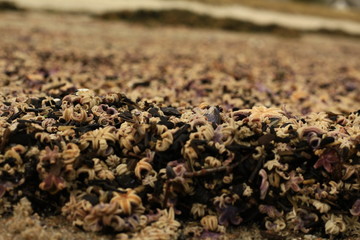 Seesterne nach dem Sturm