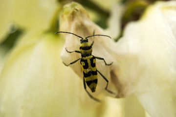 Yellow-black beetle on flowers
