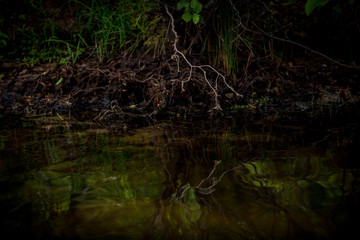 Reflections on a Lake