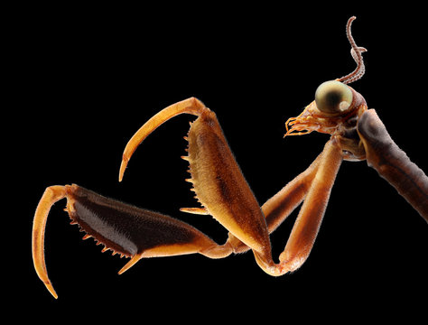Insect hunter, Mantispa lobata