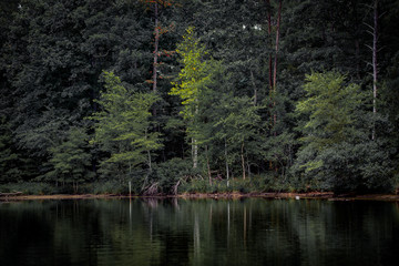 Trees Reflecting on a Lake