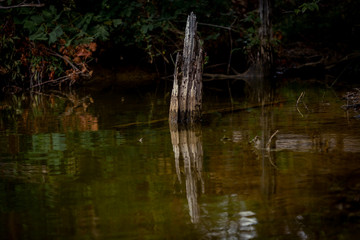 Obraz na płótnie Canvas Old Decaying Tree Stump in Lake