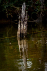 Old Decaying Tree Stump in Lake
