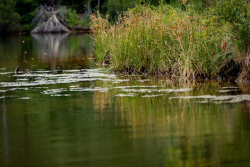 Obraz premium Reflections on a Lake