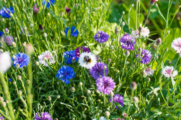 A large bumble bee gathers nectar from a white cornflower in a garden full of different coloured flowers