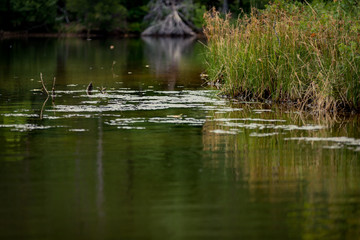 Reflections on a Lake