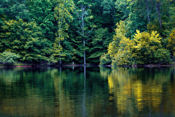 Trees Reflecting on a Lake