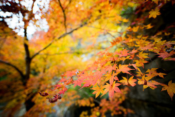 紅葉