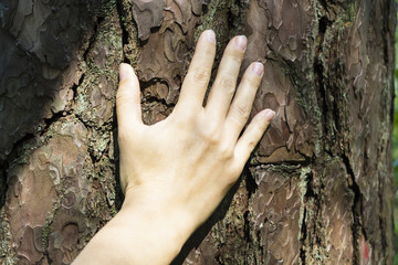 White male hand touching the bark of an ancient cedar tree.