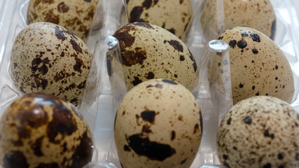 Obraz premium close-up. Quail eggs in plastic packaging