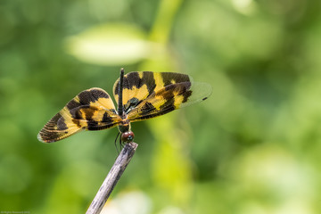 Portrait of dragonfly - Variegated Flutterer (Rhyothemis variegata)