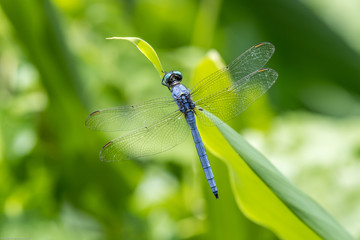 Portrait of dragonfly - Marsh Skimmer (Orthetrum luzonicum)